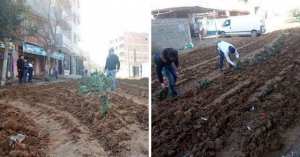 BAGHLIA 'Lassés d'attendre les travaux, ils plantent des patates dans la rue'