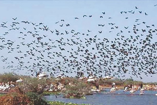ORNITHOLOGIE À RELIZANE:  Plus de 5.700 oiseaux migrateurs recensés