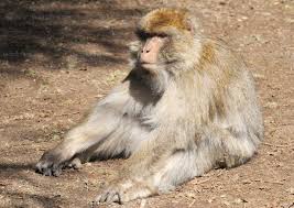 Hauteurs de Bouarfa (Blida): Quand le singe saccage les récoltes agricoles