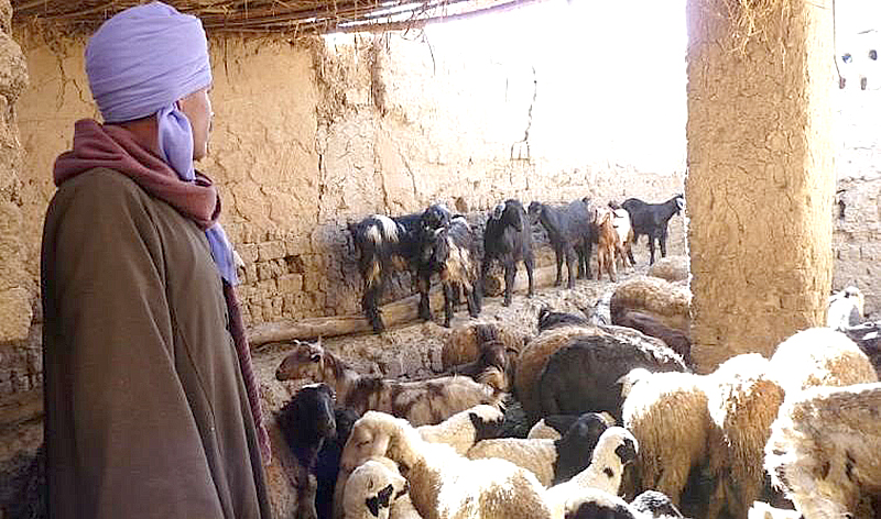 Algérie - Lutte contre la Peste des petits ruminants et la fièvre aphteuse:  Les vétérinaires exigent un «encouragement financier»