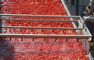 DAPS de 120% sur la tomate industrielle:  Mécontentement des transformateurs et des producteurs d’El Tarf