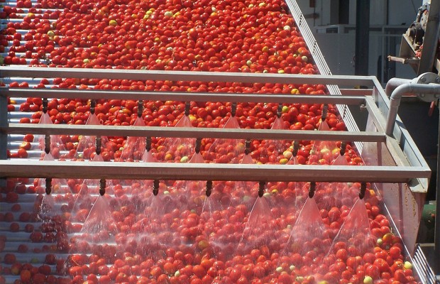 DAPS de 120% sur la tomate industrielle:  Mécontentement des transformateurs et des producteurs d’El Tarf