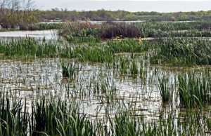 CÉLÉBRATION DE LA JOURNÉE MONDIALE DES ZONES HUMIDES:  Visites guidées sur les sites à Naâma