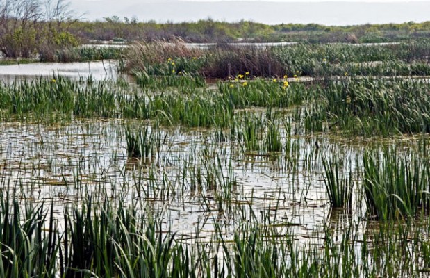 CÉLÉBRATION DE LA JOURNÉE MONDIALE DES ZONES HUMIDES:  Visites guidées sur les sites à Naâma