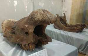 Découverte d’ossements fossiles de trois animaux à Djelfa... !