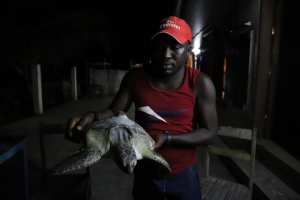 Planète - Sur la côte ivoirienne, d’anciens braconniers protègent les tortues