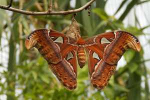 Planète - Les insectes pourraient disparaître d’ici un siècle