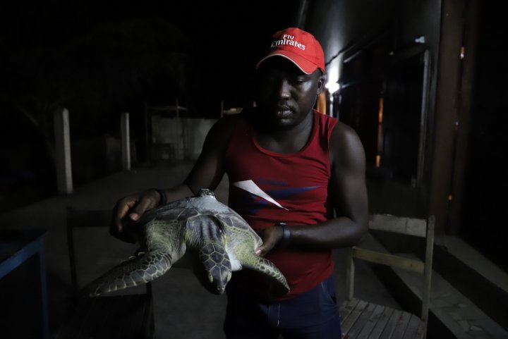 Planète - Sur la côte ivoirienne, d’anciens braconniers protègent les tortues