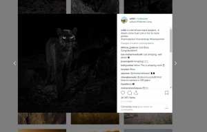 Planète - Ethiopie: Un léopard noir photographié pour la première fois depuis plus de cent ans