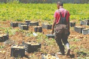 GROGNE DES PRODUCTEURS DE POMME DE TERRE À BOUIRA:  Une plateforme d’urgence mise en place