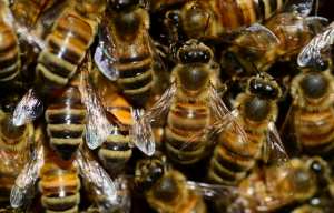 Planète - Allemagne:  Le succès historique d’une pétition pour «Sauver les abeilles» ouvre la voie à un référendum
