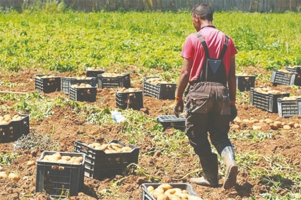 GROGNE DES PRODUCTEURS DE POMME DE TERRE À BOUIRA:  Une plateforme d’urgence mise en place