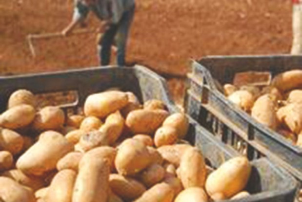 ALERTE AU MILDIOU À MOSTAGANEM:  Plusieurs hectares de pomme de terre menacés