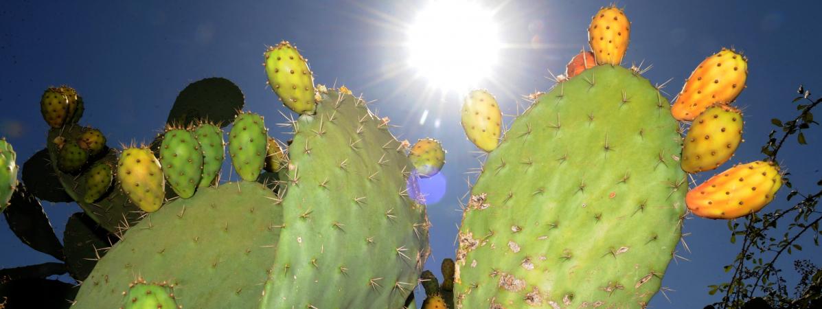 Algérie: la presqu'île de Sidi Fredj ressuscite grâce au figuier de Barbarie et à son huile antirides