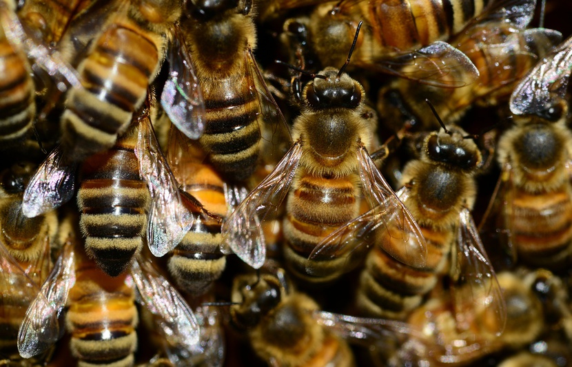 Planète - Allemagne:  Le succès historique d’une pétition pour «Sauver les abeilles» ouvre la voie à un référendum