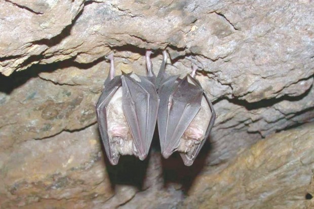 SELON UNE RÉCENTE ÉTUDE MENÉE PAR DES CHERCHEURS EN ESPAGNE:  Les chauves-souris d’Algérie en voie d’extinction