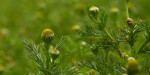 Mets traditionnels : la  Guertoufa  fait recette à Ghardaïa