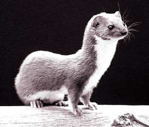 Une nouvelle espèce fait son apparition en Algérie: L’hermine