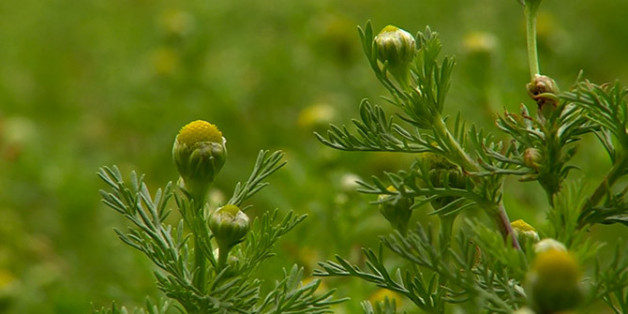 Mets traditionnels : la 