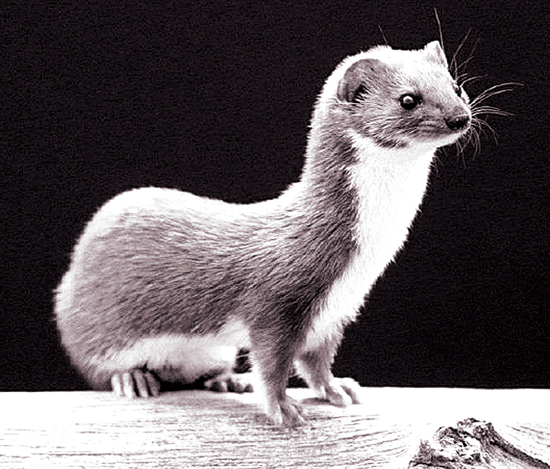 Une nouvelle espèce fait son apparition en Algérie: L’hermine