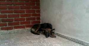 Ils aident une chienne errante, quelques jours plus tard ils ont une énorme surprise devant leur porte