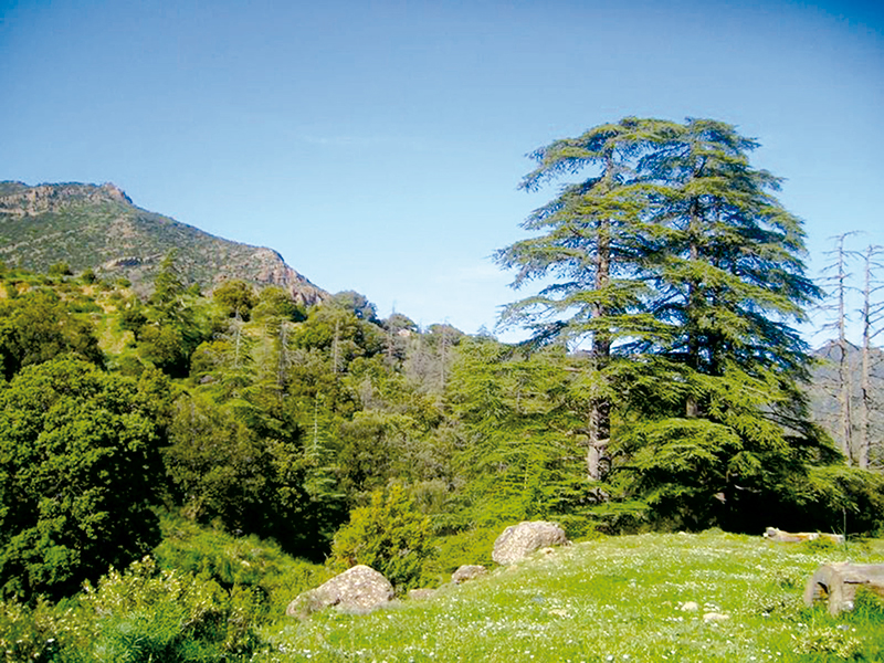 École nationale des forêts de Batna: L’impact des changements climatiques en débat