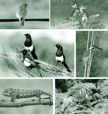 Algérie - La faune aurasienne vue par Toufik Lemoufek