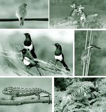 Algérie - La faune aurasienne vue par Toufik Lemoufek