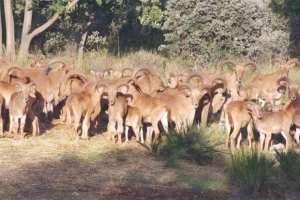 RÉSERVE DE CHASSE DE TLEMCEN:  Le mouflon à manchettes, une espèce à protéger