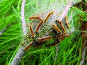 Parc d’attractions de Sétif: La chenille infeste les alentours du mur byzantin