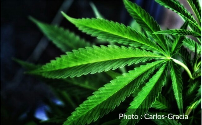 Participez à une étude sur le cannabis