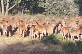 RÉSERVE DE CHASSE DE TLEMCEN  Le mouflon à manchettes, une espèce à protéger