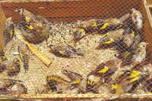 BRACONNAGE À RELIZANE:  Plusieurs espèces d’oiseaux menacées