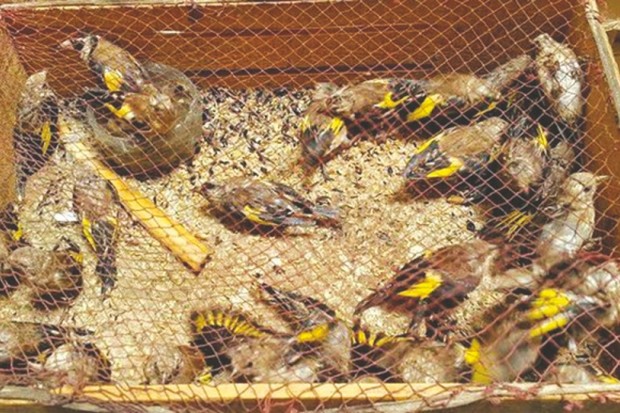 BRACONNAGE À RELIZANE:  Plusieurs espèces d’oiseaux menacées