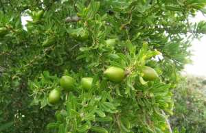 TIOUT (NAÂMA) -  Vers la production de l'huile d’argan