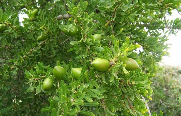 TIOUT (NAÂMA) -  Vers la production de l'huile d’argan
