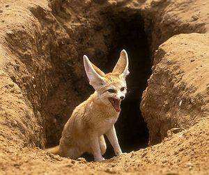 أسماء أصوات الحيوانات :