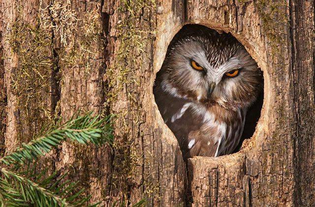 أسماء بيوت الحيوانات :