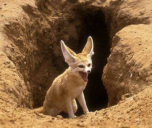 أسماء أصوات الحيوانات :