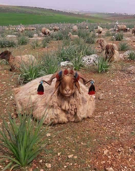 هل تعلم ما هو المرياع ؟