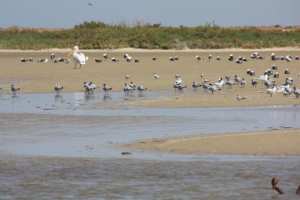 عقلة الدايرة، بحيرة بعين بن خليل ولاية النعامة الجزائرية، مساحة المنصة 24 هكتار والمكان المقصود حوض الدايرة بجانب بلدية عين بن خليل.