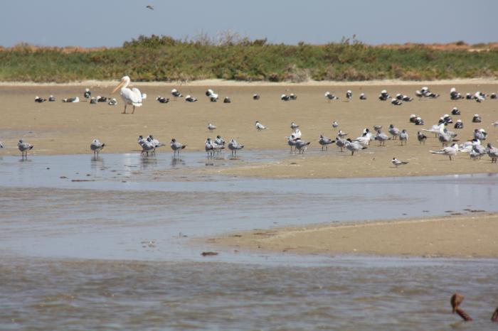عقلة الدايرة، بحيرة بعين بن خليل ولاية النعامة الجزائرية، مساحة المنصة 24 هكتار والمكان المقصود حوض الدايرة بجانب بلدية عين بن خليل.