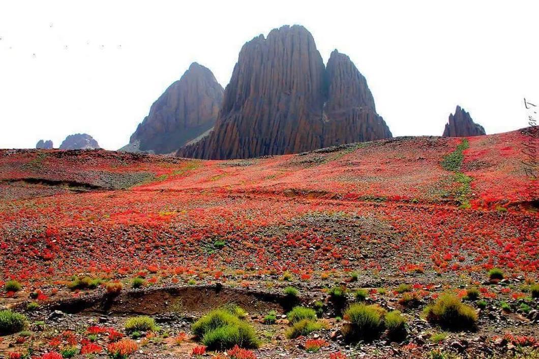 #Tamanrasset: le Tafsit 