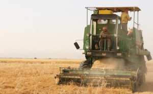 تطوير زراعة العدس موضع اهتمام مديرية فلاحة تلمسان