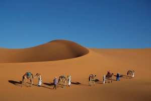 Le #Dromadaire, bien de chez nous... !