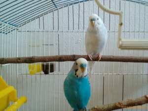 Mes perruches ondulées