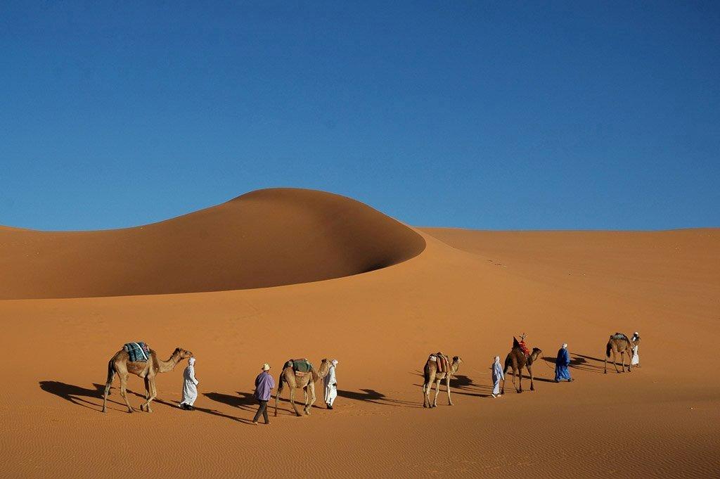 Le #Dromadaire, bien de chez nous... !