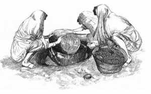 L’étude phytothérapie des plantes médicinales dans la région Relizane