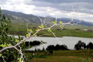 ATELIER DE PHYTOTHÉRAPIE EN ALGÉRIE-  LES FLEURS DU BIEN...VIVRE  PAR KARIM TEDJANI