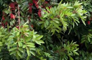 AÏN-SEFRA (Naâma) - Lancement d’un projet de protection et de réhabilitation du pistacia-atlantica et de l’alfa